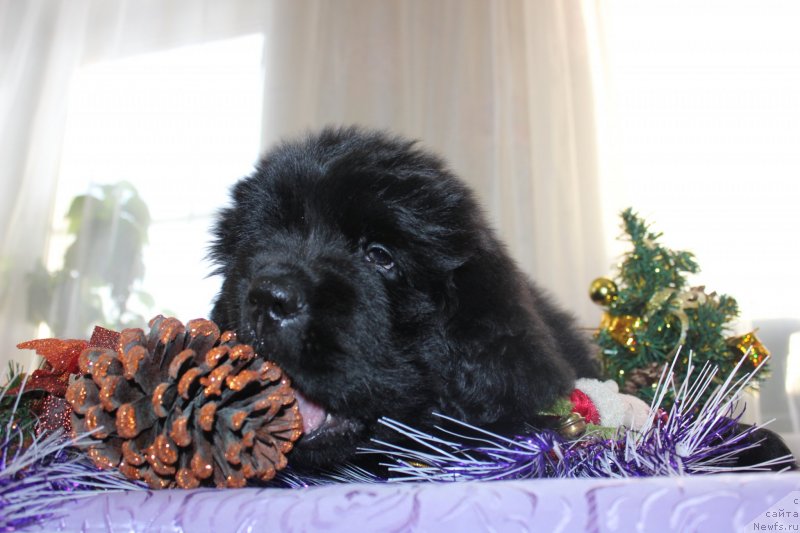 Фото: ньюфаундленд Dar Svezyi Maskot Dreams (Дар Свезы Маскот Дреамс)