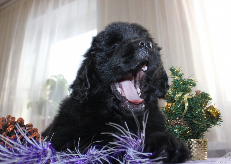 Фото: ньюфаундленд Dar Svezyi Maskot Dreams (Дар Свезы Маскот Дреамс)