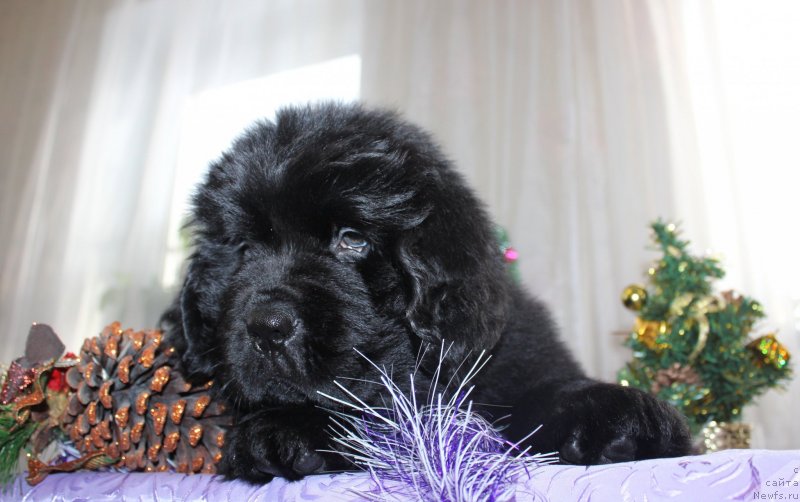 Фото: ньюфаундленд Dar Svezyi Maskot Dreams (Дар Свезы Маскот Дреамс)