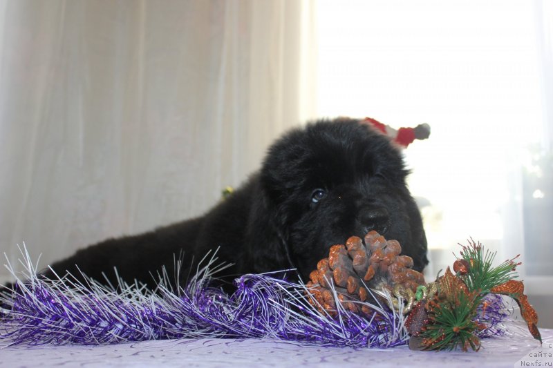 Фото: ньюфаундленд Dar Svezyi Maskot Dreams (Дар Свезы Маскот Дреамс)