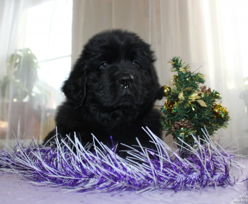 Фото: ньюфаундленд Dar Svezyi Maskot Dreams (Дар Свезы Маскот Дреамс)