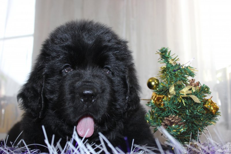 Фото: ньюфаундленд Dar Svezyi Maskot Dreams (Дар Свезы Маскот Дреамс)