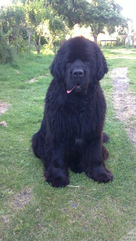 Фото: ньюфаундленд Mississippi-Missouri Gea Midnight Lady