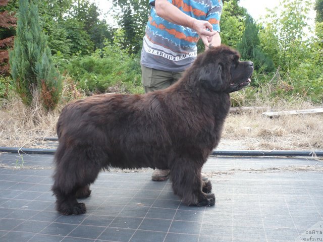 Фото: ньюфаундленд Us Mississippi-Missouri Faundland