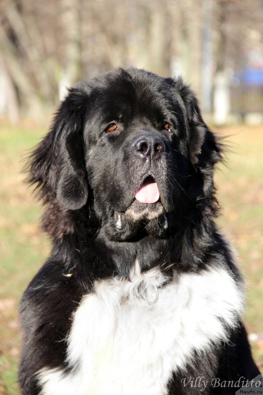 Фото: ньюфаундленд Starbimovlav Gardemarin (Старбимовлав Гардемарин)