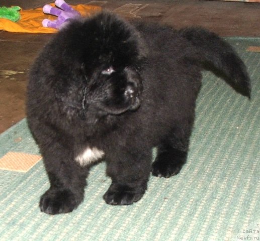 Фото: ньюфаундленд Plushevaya Panda Emporio Еlegans (Плюшевая Панда Эмпорио Элегансе)