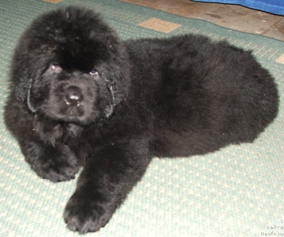 Фото: ньюфаундленд Plushevaya Panda Emporio Еlegans (Плюшевая Панда Эмпорио Элегансе)