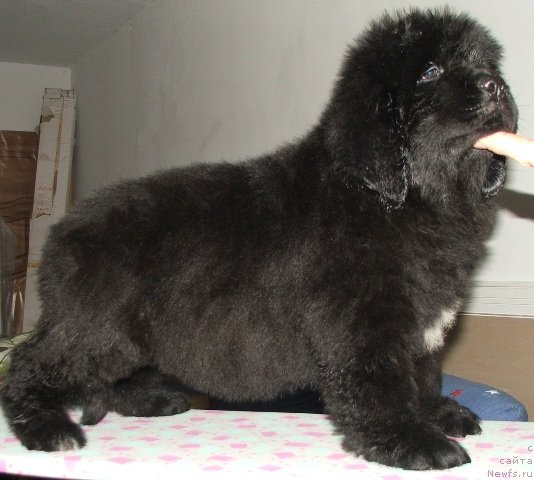 Фото: ньюфаундленд Plushevaya Panda Emporio Еlegans (Плюшевая Панда Эмпорио Элегансе)