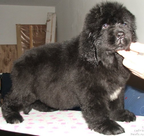 Фото: ньюфаундленд Plushevaya Panda Emporio Еlegans (Плюшевая Панда Эмпорио Элегансе)