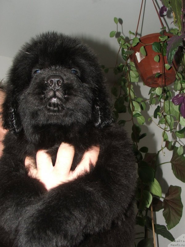 Фото: ньюфаундленд Plushevaya Panda Esfera Beautiful (Плюшевая Панда Эсфера Беаутифул)