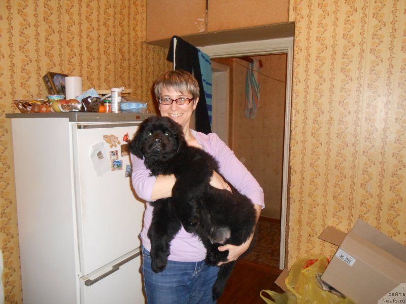 Фото: ньюфаундленд Ceylon San Layt (Цейлон Сан Лайт), [d13008] и [p2981]