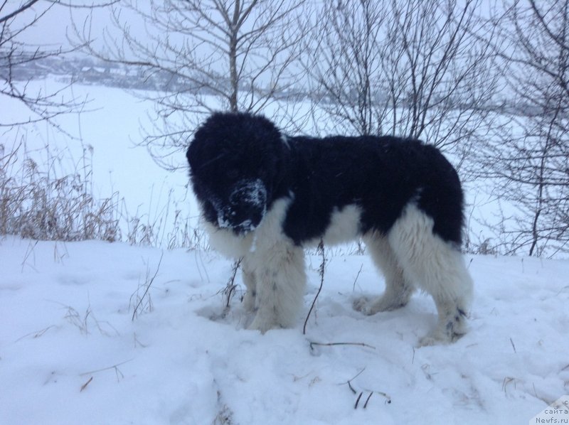 Фото: ньюфаундленд Akvian Song Kroun Royal (Аквиан Сонг Кроун Роял)