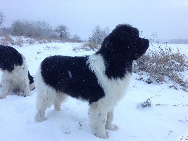 Фото: ньюфаундленд Akvian Song Kroun Royal (Аквиан Сонг Кроун Роял)