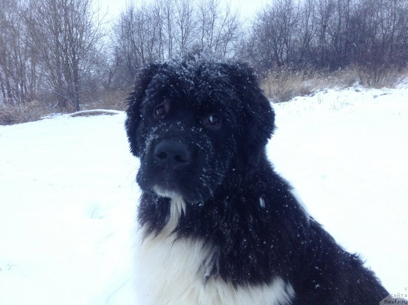 Фото: ньюфаундленд Akvian Song Kroun Royal (Аквиан Сонг Кроун Роял)