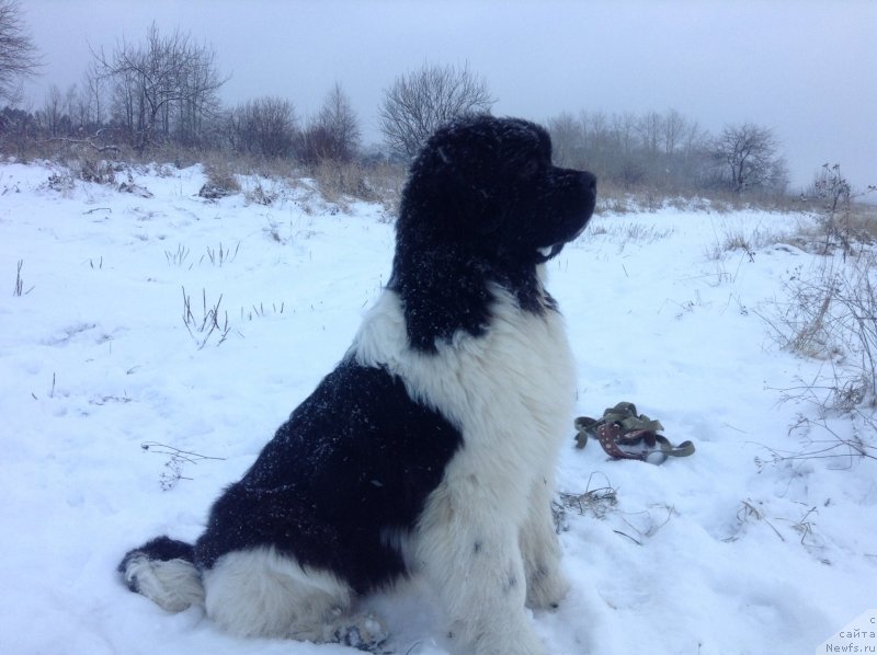 Фото: ньюфаундленд Akvian Song Kroun Royal (Аквиан Сонг Кроун Роял)