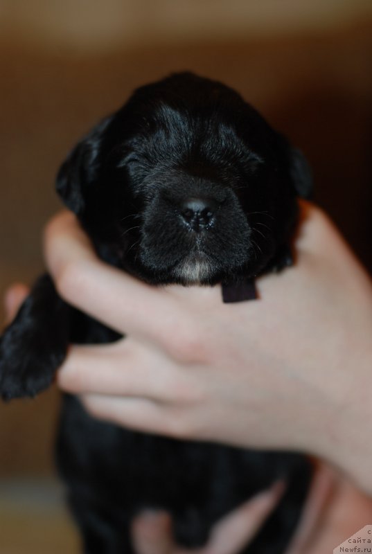 Фото: фиолетовый мальчик