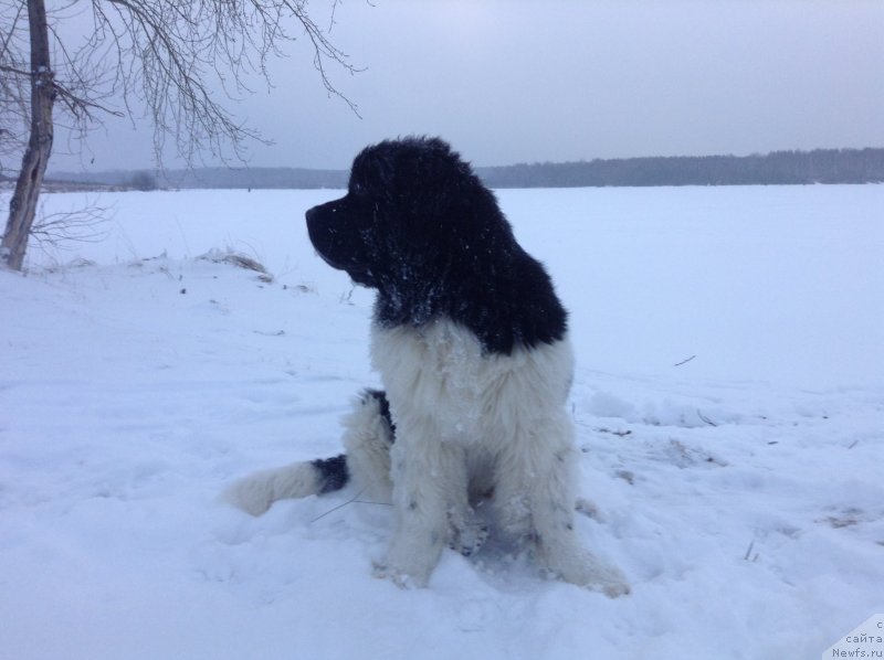 Фото: ньюфаундленд Akvian Song Kroun Royal (Аквиан Сонг Кроун Роял)