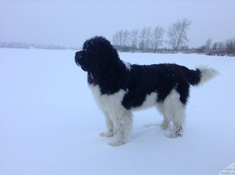 Фото: ньюфаундленд Akvian Song Kroun Royal (Аквиан Сонг Кроун Роял)