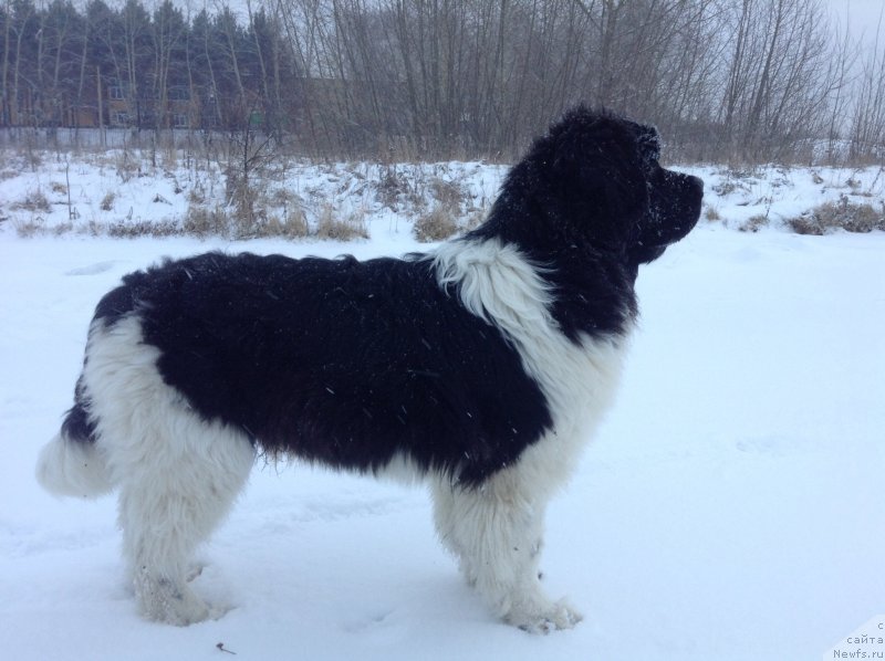 Фото: ньюфаундленд Akvian Song Kroun Royal (Аквиан Сонг Кроун Роял)