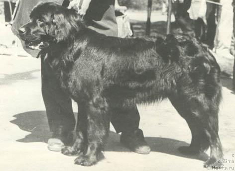 Фото: ньюфаундленд Dorri Hip Mif (Дорри Хип Миф)