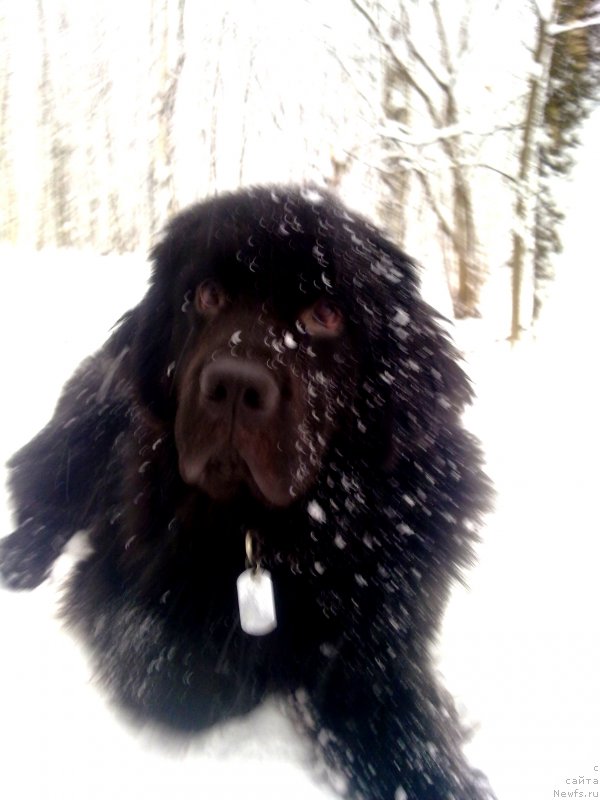 Фото: ньюфаундленд Chernyj Chank s Berega Dona (Черный Чанк с Берега Дона)