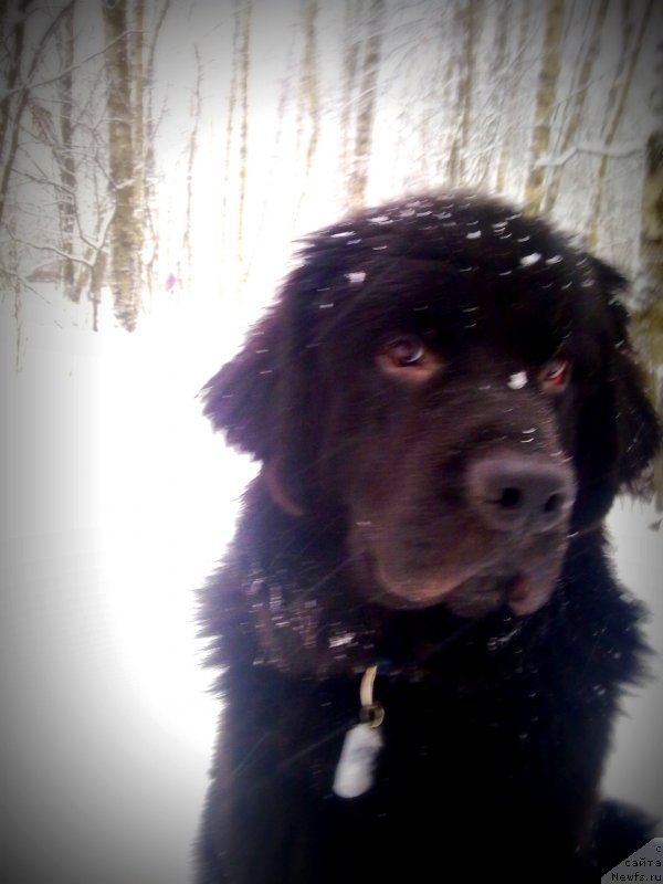 Фото: ньюфаундленд Chernyj Chank s Berega Dona (Черный Чанк с Берега Дона)