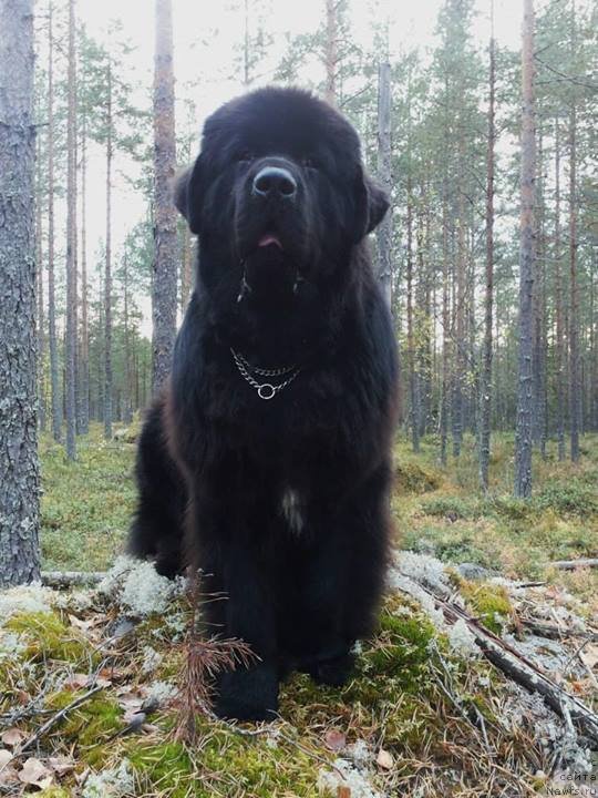 Фото: ньюфаундленд Black Tower Blue Velvet (Black Tower Blue Velvet)