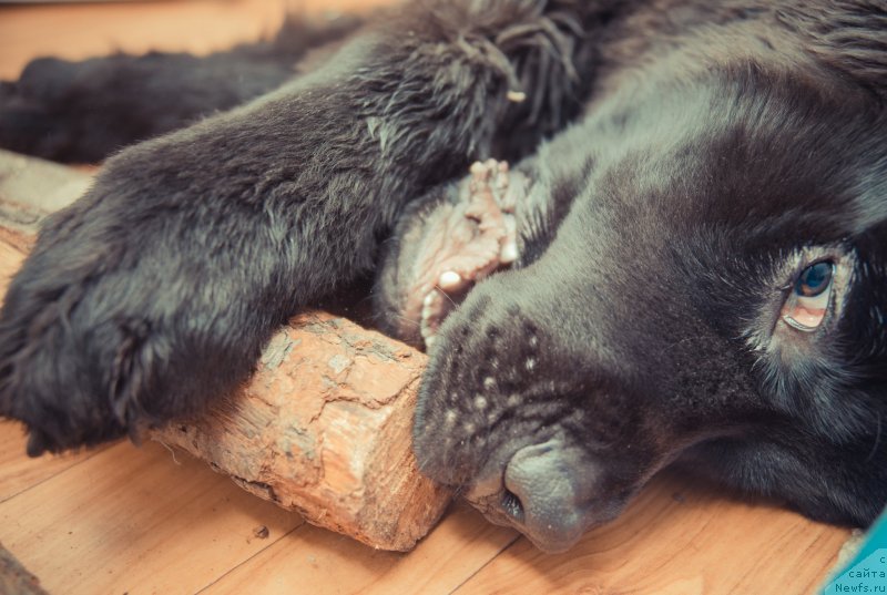 Фотография № 140345