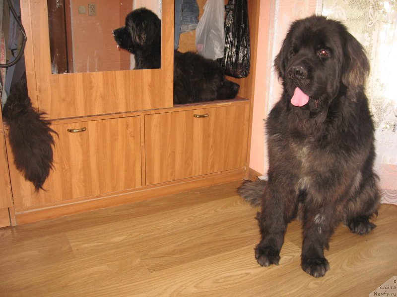 Фото: ньюфаундленд Iskryaschayasya Radost' s Berega Dona (Искрящаяся Радость с Берега Дона), ньюфаундленд Urgant s Berega Dona (Ургант с Берега Дона)