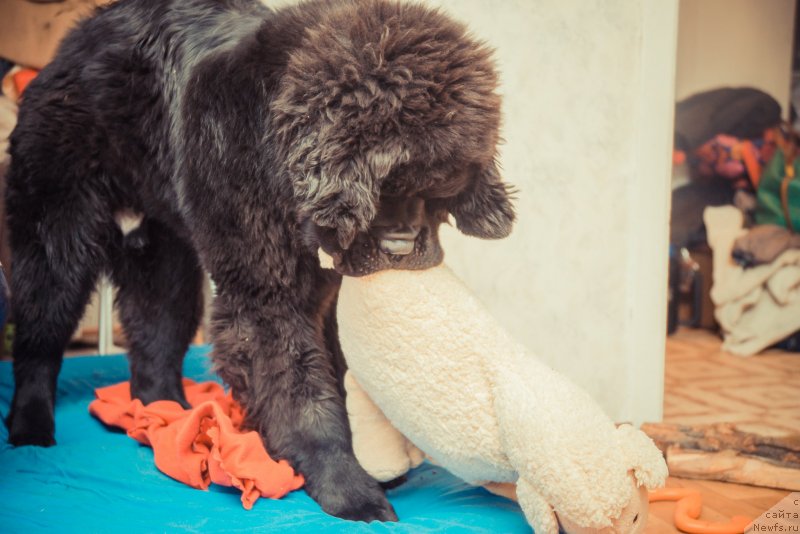 Фото: ньюфаундленд Smigar Liverpulsiy Chetvertak (Смигар Ливерпульский Четвертак)