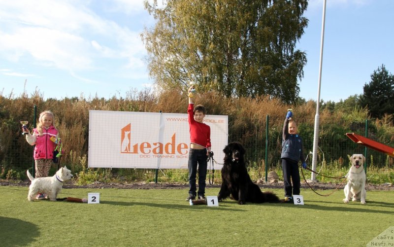 Фото: ньюфаундленд Dar Svezy Unessa Korona Australis (Дар Свезы Юнесса Корона Аустралис), Глеб