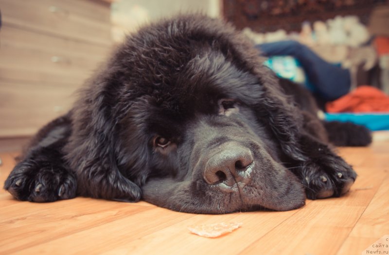 Фото: ньюфаундленд Smigar Liverpulsiy Chetvertak (Смигар Ливерпульский Четвертак)