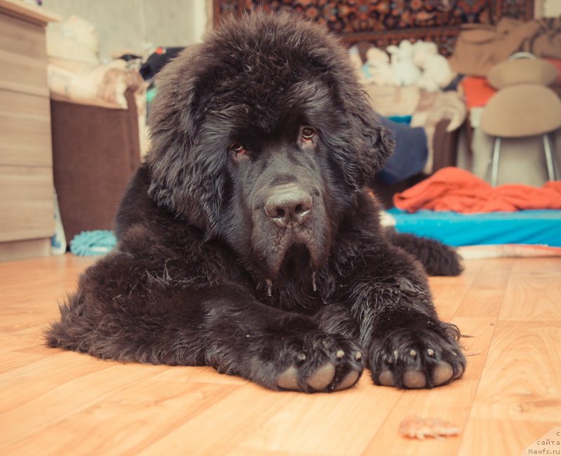 Фото: ньюфаундленд Smigar Liverpulsiy Chetvertak (Смигар Ливерпульский Четвертак)