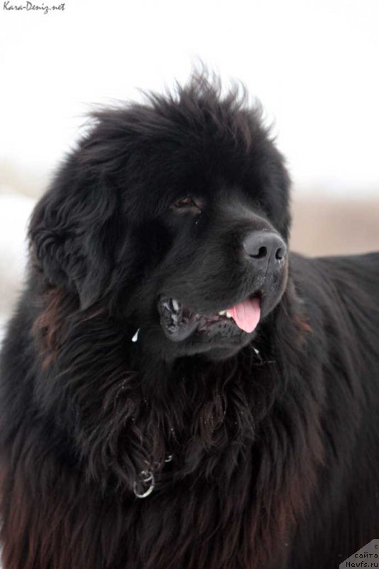 Фото: ньюфаундленд Kipr Kara Deniz (Кипр Кара Дениз)