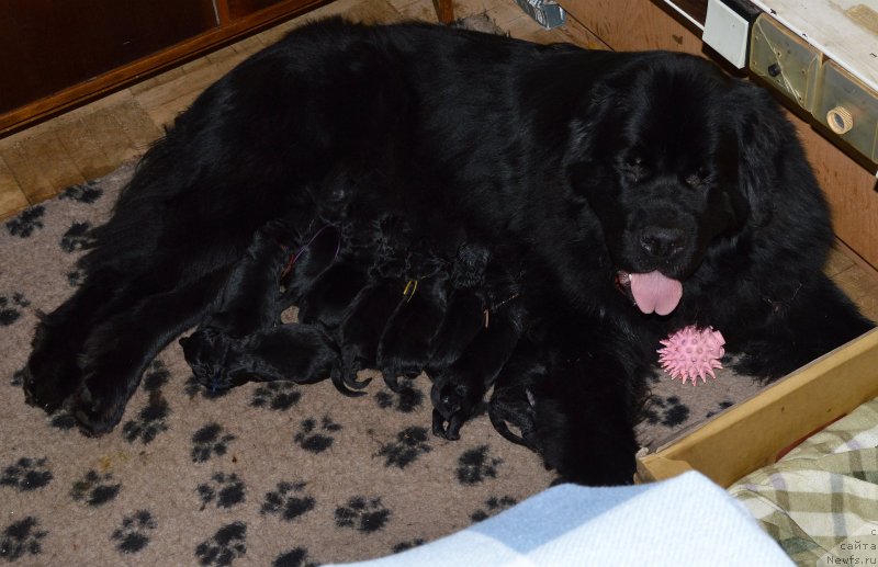 Фото: ньюфаундленд Aquatoriya Kelvin Kadril (Акватория Келвин Кадриль)