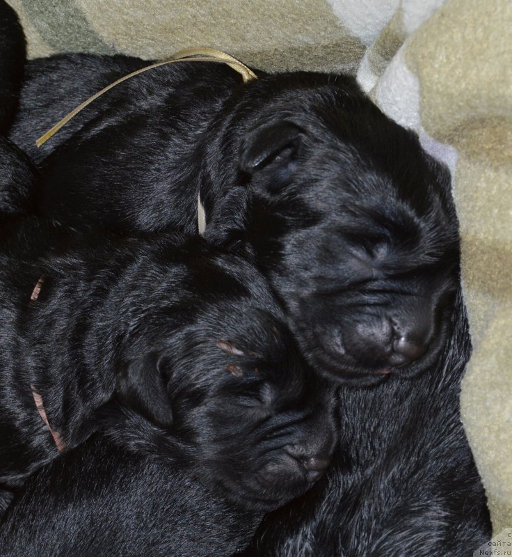 Фото: ньюфаундленд Aquatoriya Kelvin Kadril (Акватория Келвин Кадриль)