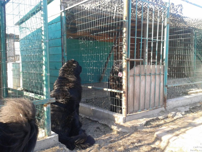 Фото: ньюфаундленд Super Premium Merlin Monro (Супер Премиум Мерлин Монро), ньюфаундленд Super Premium Liniel Daylirring (Супер Премиум Линиэль Дайлиррин)