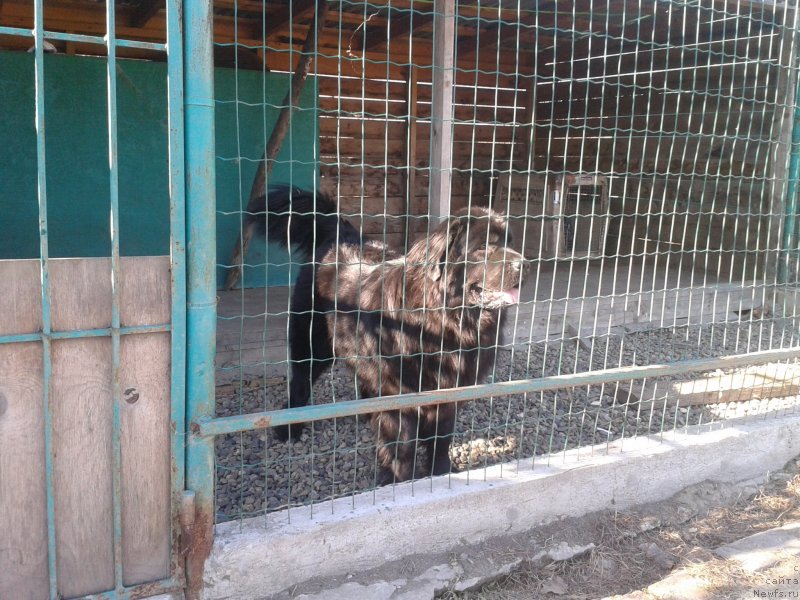 Фото: ньюфаундленд Nessi Blyek s  Lesnoy Zaimki (Несси Блэк с  Лесной Заимки)