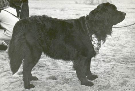 Фото: ньюфаундленд Hristina (Христина)