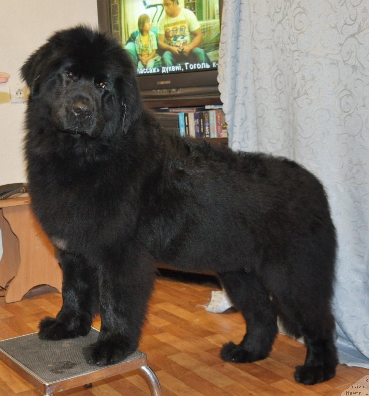 Фотография № 140433