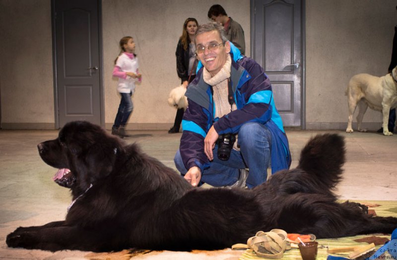 Фото: ньюфаундленд Charuyuschiy Chezario (Чарующий Чезарио)