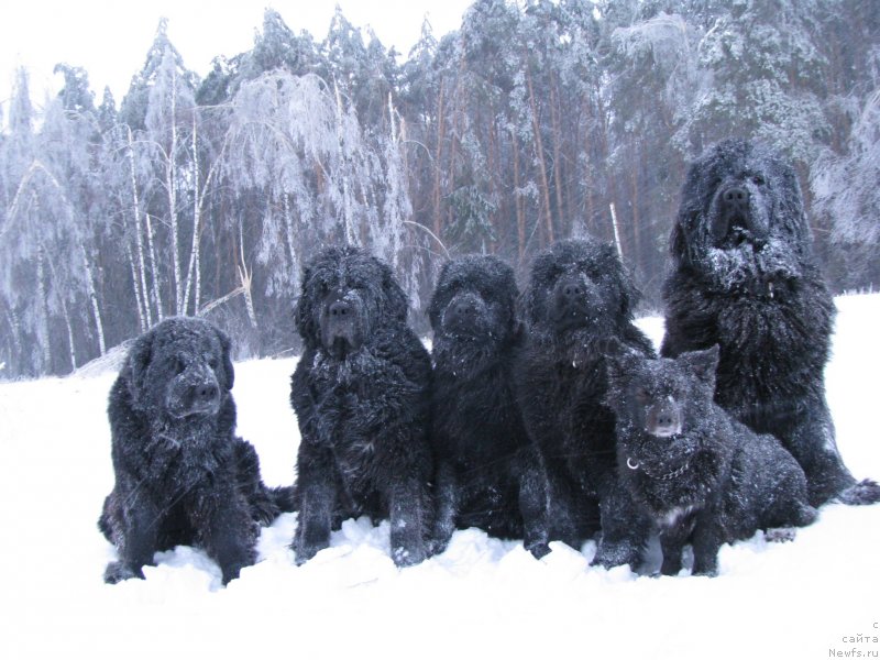 Фото: ньюфаундленд Nort Fyeys Lavanda (Норт Фэйс Лаванда), ньюфаундленд Sangriya (Сангрия), ньюфаундленд Starbimovlav Dakota (Старбимовлав Дакота), ньюфаундленд Starbimovlav Del'faniya (Старбимовлав Дельфания), ньюфаундленд Amulet Lyubvi i Schastya (Амулет Любви и Счастья), Фэста
