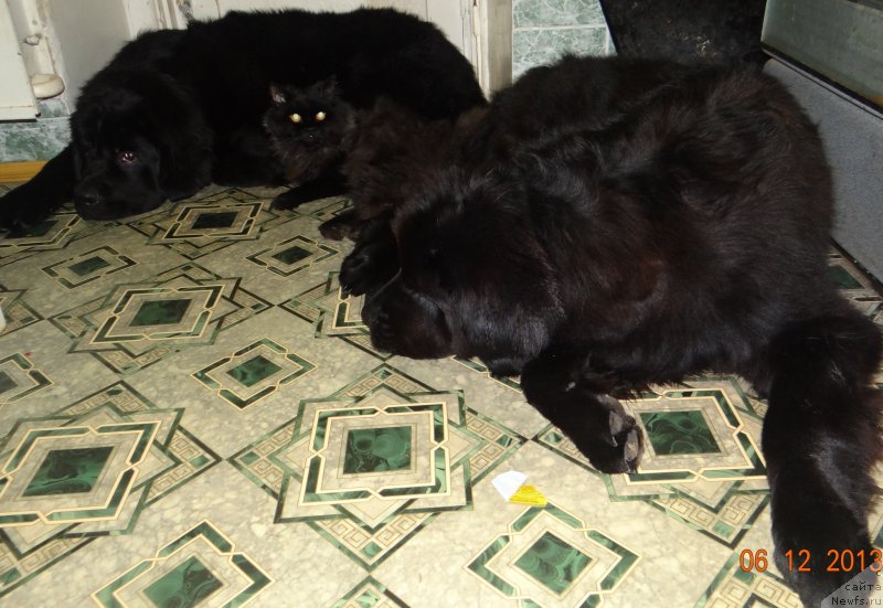 Фото: ньюфаундленд Aleksandriya Moya Radost' (Александрия Моя Радость), ньюфаундленд Dar Svezy So it Shell Be (Дар Свезы Со Ит Шелл Би), Пушок