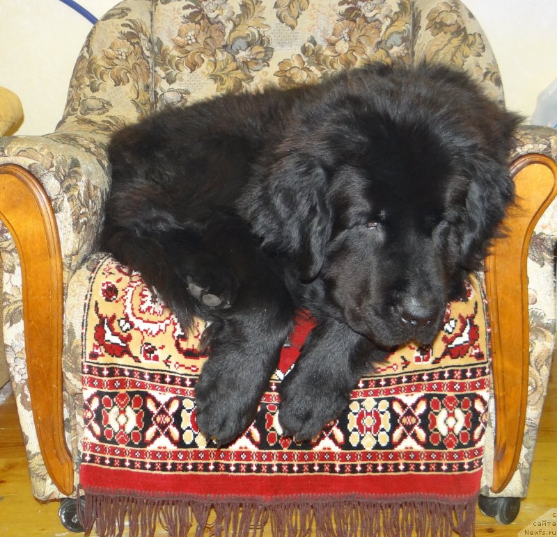 Фото: ньюфаундленд Aleksandriya Moya Radost' (Александрия Моя Радость)