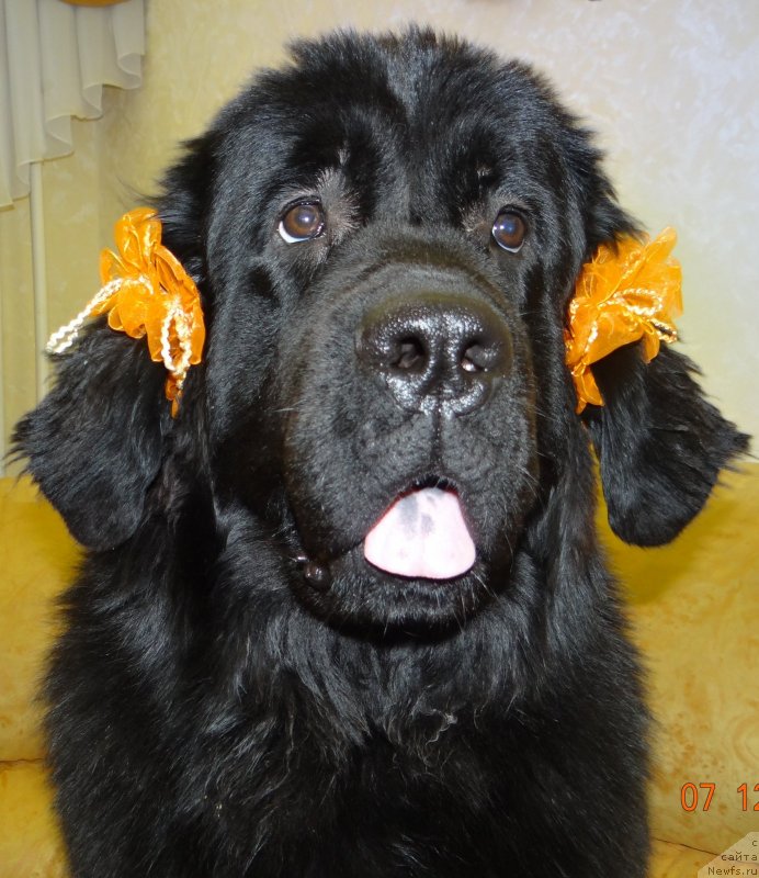 Фото: ньюфаундленд Dar Svezy So it Shell Be (Дар Свезы Со Ит Шелл Би)