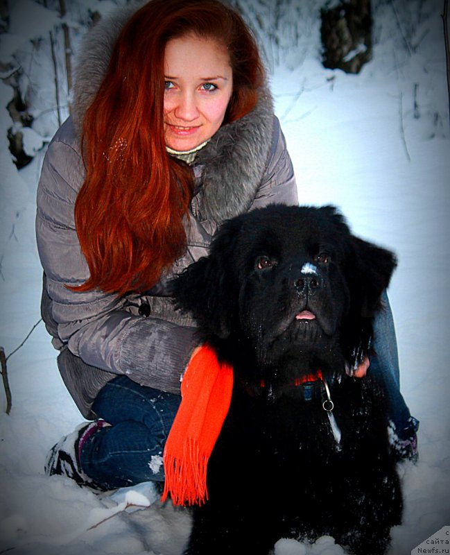 Фото: ньюфаундленд Chernyj Chank s Berega Dona (Черный Чанк с Берега Дона)