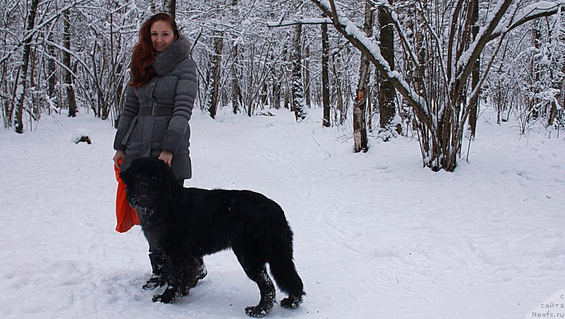 Фото: ньюфаундленд Chernyj Chank s Berega Dona (Черный Чанк с Берега Дона)