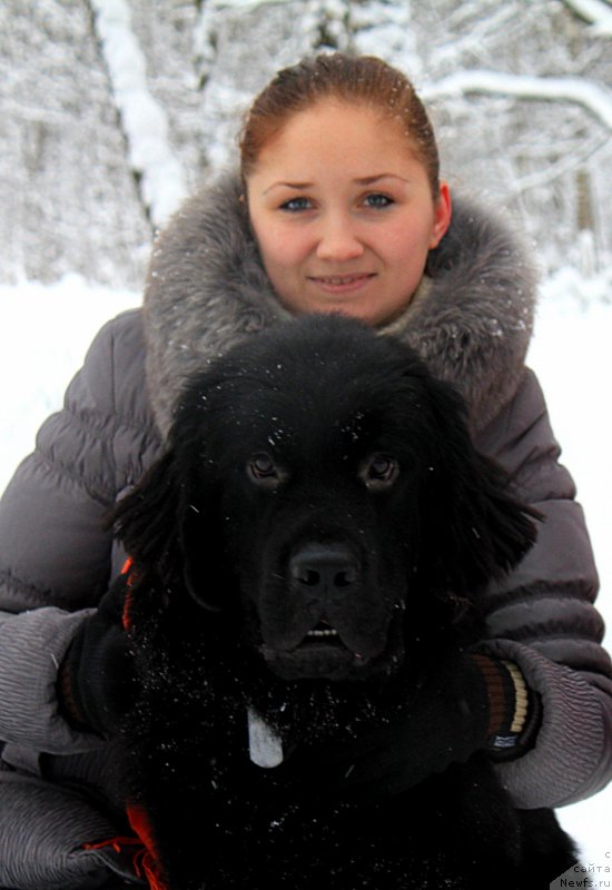 Фото: ньюфаундленд Chernyj Chank s Berega Dona (Черный Чанк с Берега Дона)