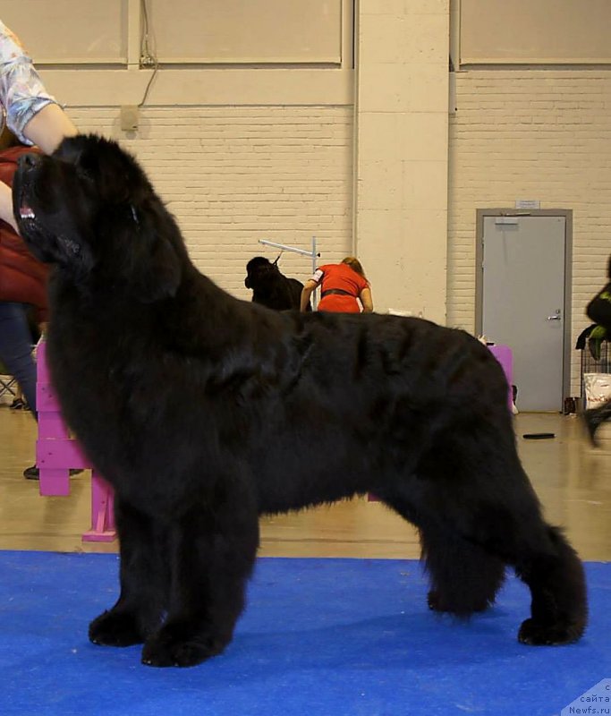 Фото: ньюфаундленд Aquatoriya Kelvin Flash Royal (Акватория Келвин Флэш Ройал)