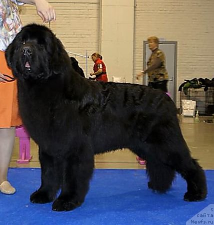 Фото: ньюфаундленд Aquatoriya Kelvin Flash Royal (Акватория Келвин Флэш Ройал)